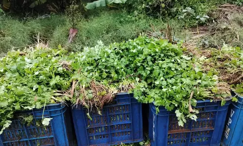 உப்புக்கோட்டை பகுதியில்கொத்தமல்லி தழை விலை அதிகரிப்பு உப்புக்கோட்டை பகுதியில்கொத்தமல்லி தழை விலை அதிகரிப்பு