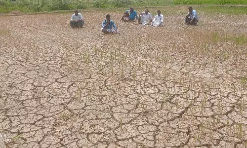 கருகிய நெற்பயிர்களை கண்டுகதறும் விவசாயிகள்