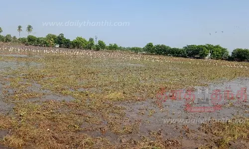 உழவு செய்த வயலில் இரை தேடிய கொக்குகள்