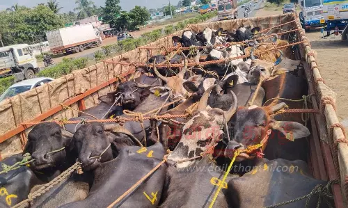 விற்பனைக்கு மாடுகளை ஏற்றி சென்ற4 டிரைவர்கள் மீது வழக்கு