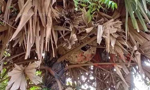 வாகன ஓட்டிகள், பொதுமக்களை அச்சுறுத்தும் விஷவண்டு கூடு