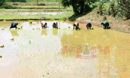 நடவு பணியில் ஈடுபட்ட  விவசாயிகள்