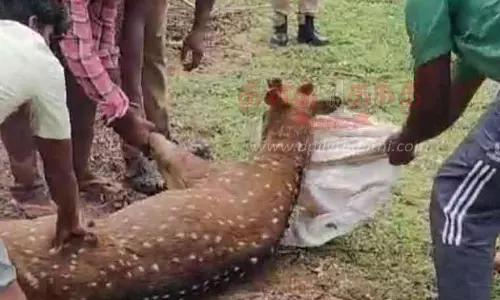 கிணற்றில் தவறி விழுந்த புள்ளிமான் மீட்பு