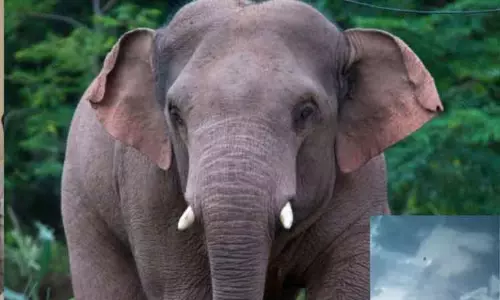 திம்பம் மலைப்பாதையில் அரசு பஸ்சை வழிமறித்த காட்டு யானை