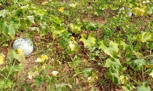 சாம்பல் பூசணி விலை வீழ்ச்சியால் விவசாயிகளுக்கு ஏமாற்றம்