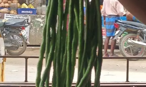 2 அடி நீளம் கொண்ட அதிசய பீன்ஸ்