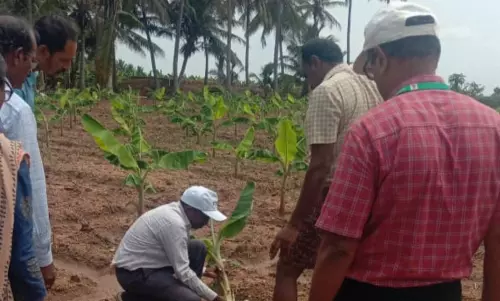 வாழை பயிரிட்டு பாதிப்படைந்த தோட்டங்களில் அதிகாரிகள் ஆய்வு வாழை பயிரிட்டு பாதிப்படைந்த தோட்டங்களில் அதிகாரிகள் ஆய்வு