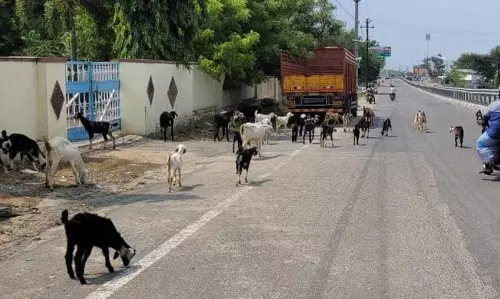 சாலையில் சுற்றித்திரியும் கால்நடைகள்