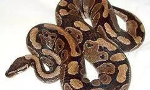 தோட்டத்தில் புகுந்த மலைப்பாம்பு பிடிபட்டது