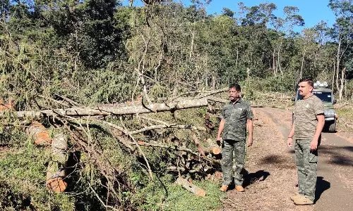 வனப்பகுதியில் வௌிநாட்டு மரங்கள் வெட்டி அகற்றம்