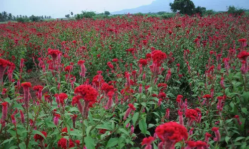 பூ விவசாயிகளை புரட்டி போட்ட புரட்டாசி மாதம்