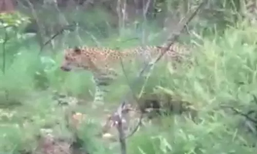 சிறுத்தை நடமாட்டம்