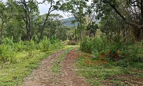 கர்நாடக பகுதி வழியாக சுற்றி செல்லும் அவலம்: சாலை வசதி இல்லாமல் தவிக்கும் தாளவாடி மலை கிராம மக்கள்