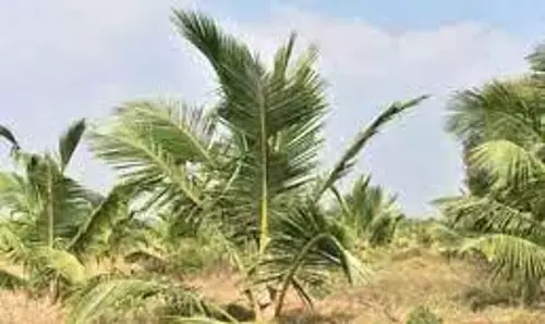 தென்னை சாகுபடி திறனில் தமிழகம் முதல் இடம் தென்னை சாகுபடி திறனில் தமிழகம் முதல் இடம்