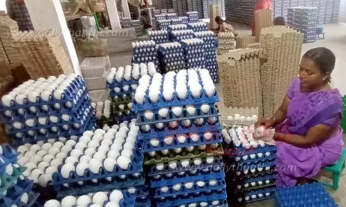 இன்று உலக முட்டை தினம்