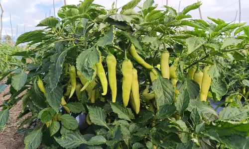 பஞ்சப்பள்ளி பகுதியில்பஜ்ஜி மிளகாய் சாகுபடியில் விவசாயிகள் தீவிரம்