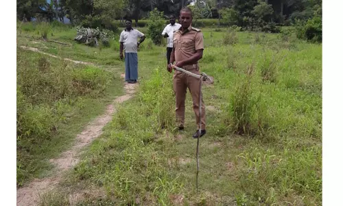 4 அடி நீள நல்லபாம்பு பிடிபட்டது