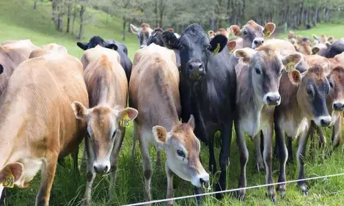 புஞ்சைபுளியம்பட்டி வாரச்சந்தையில்  ரூ.1 கோடிக்கு கால்நடைகள் விற்பனை