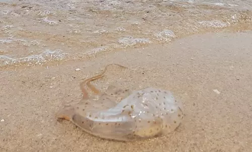 கடல் பகுதியில் ஜெல்லி மீன்கள் அதிகரிப்பு