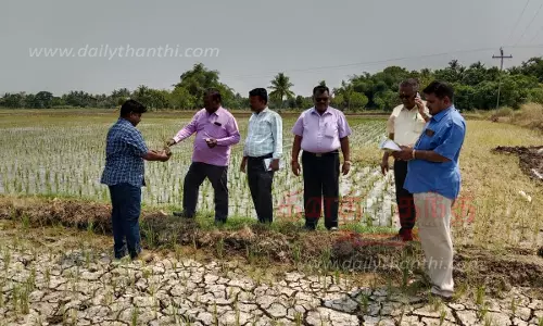 பாசி படர்ந்து கருகி வரும் பயிர்கள் பாசி படர்ந்து கருகி வரும் பயிர்கள்