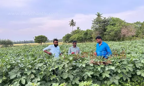 வெண்டைக்காய் சாகுபடி செய்த வயலை தோட்டக்கலை உதவி இயக்குனர் ஆய்வு