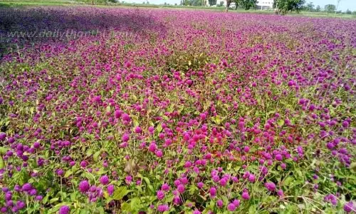 பூக்களின் விலை வீழ்ச்சியால் விவசாயிகள் கவலை