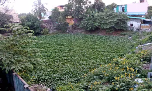 கடலூர் பாதிரிக்குப்பத்தில் ஆகாய தாமரை நிறைந்து காணப்படும் குளம் தூர்வாரப்படுமா? பொதுமக்கள் எதிர்பார்ப்பு கடலூர் பாதிரிக்குப்பத்தில் ஆகாய தாமரை நிறைந்து காணப்படும் குளம் தூர்வாரப்படுமா? பொதுமக்கள் எதிர்பார்ப்பு