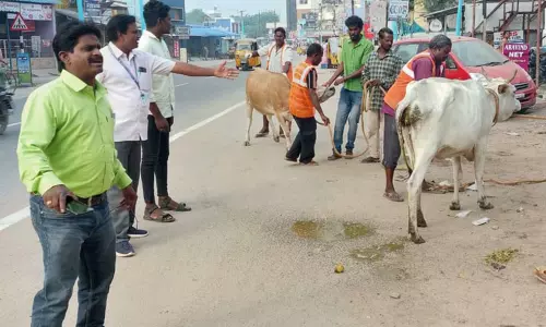 சாலையில் சுற்றித்திரிந்த மாடுகள் பிடிபட்டன