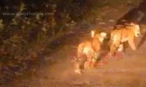 கடம்பூர்-குன்றி வனச்சாலையில்இரவு நேரத்தில் உலா வந்த புலிக்குட்டிகள்