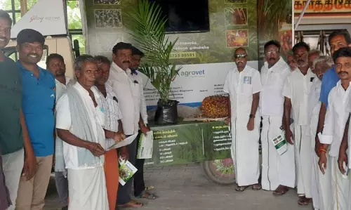 பாமாயில் மர சாகுபடி குறித்து விழிப்புணர்வு பாமாயில் மர சாகுபடி குறித்து விழிப்புணர்வு