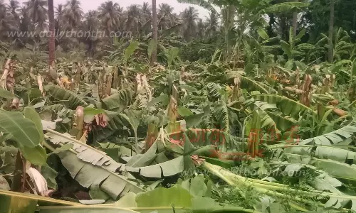 ஜேடர்பாளையம் அருகே தொடரும் வன்முறை சம்பவம்:2 ஆயிரம் வாழை மரங்கள் வெட்டி சாய்ப்பு