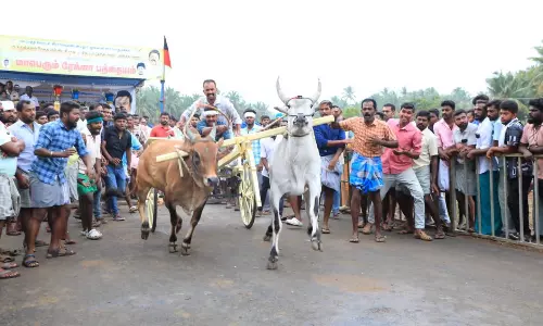 ரேக்ளா பந்தயத்தில் இலக்கை நோக்கி சீறிப்பாய்ந்த காளைகள்