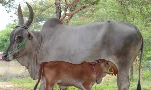 ரூ.11 லட்சத்துக்கு மாடுகள் விற்பனை