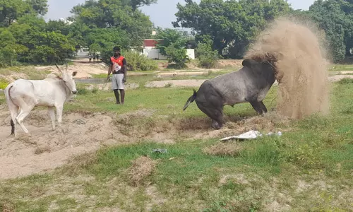 போட்டிக்கு தயாராகும் காளைகள்