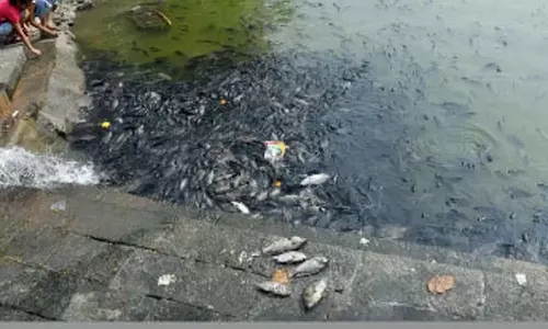 மகாளய அமாவாசை கொண்டாடப்பட்ட நிலையில் மும்பை பான்கங்கா குளத்தில் செத்து மிதந்த மீன்களால் பரபரப்பு