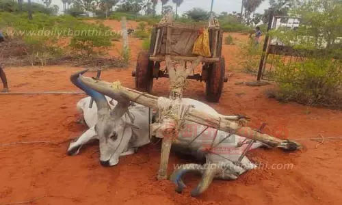 மின்சாரம் தாக்கி 2 மாடுகள் சாவு மின்சாரம் தாக்கி 2 மாடுகள் சாவு