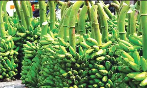 அந்தியூர் கூட்டுறவு சங்கத்தில் ரூ.3½ லட்சத்துக்கு வாழைத்தார் ஏலம்