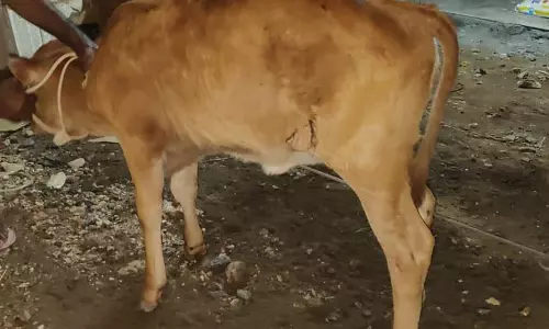 கன்றுக்குட்டியை சிறுத்தை கடித்து குதறியதா?