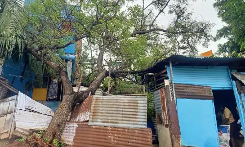 மரம் சாய்ந்து 3 வீடுகள் சேதம்