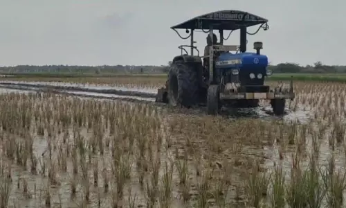 30 ஏக்கர் நெற்பயிரை டிராக்டர் மூலம் உழவு செய்து அழித்த விவசாயிகள் 30 ஏக்கர் நெற்பயிரை டிராக்டர் மூலம் உழவு செய்து அழித்த விவசாயிகள்