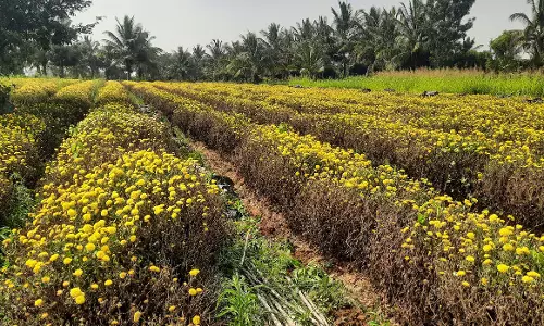 தேன்கனிக்கோட்டை, தளி பகுதிகளில்   சாமந்தி பூக்கள் விலை கடும் வீழ்ச்சி விவசாயிகள் கவலை