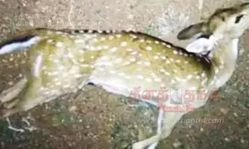 கிணற்றில் தவறி விழுந்து மான் குட்டி பலி கிணற்றில் தவறி விழுந்து மான் குட்டி பலி