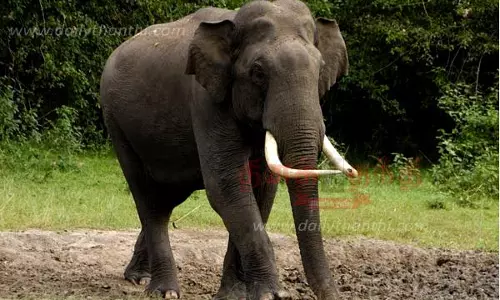 கடம்பூர் அருகேஆடு மேய்த்த பெண்ணைமிதித்து கொன்ற யானை