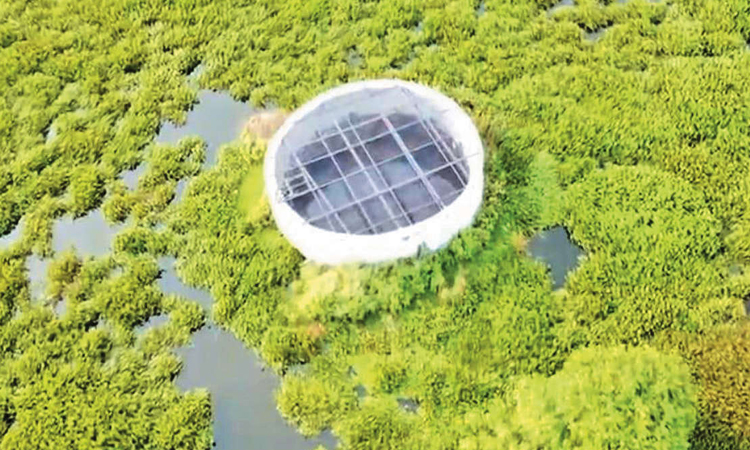 மாடம்பாக்கம் ஏரியில் கூட்டு குடிநீர் திட்ட கிணறுகளை சுற்றி படர்ந்துள்ள ஆகாய தாமரை செடிகள்