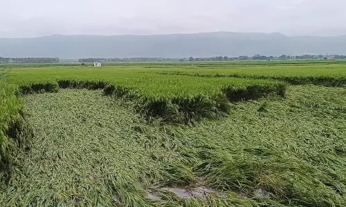 தொடர் மழைக்கு நெற்பயிர்கள் சேதம்