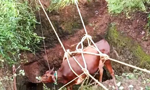 அய்யலூர் அருகே கிணற்றில் தவறி விழுந்த பசுமாடு