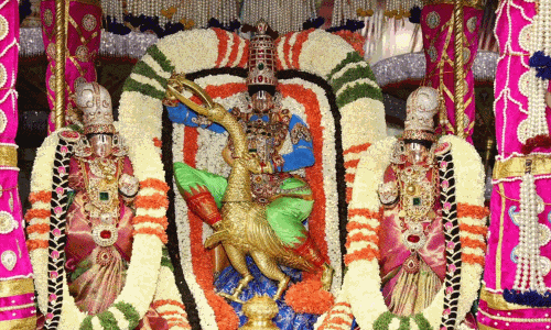 பிரம்மோற்சவத்தால் ஜொலிக்கும் திருப்பதி... முத்யபு பாண்டிரி வாகனத்தில் சுவாமி வீதி உலா பிரம்மோற்சவத்தால் ஜொலிக்கும் திருப்பதி... முத்யபு பாண்டிரி வாகனத்தில் சுவாமி வீதி உலா