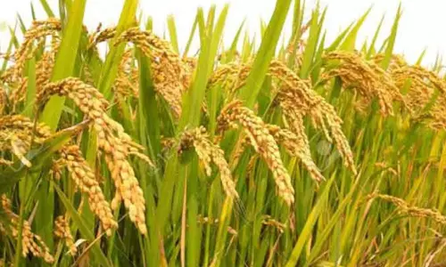 பாரம்பரிய நெல் விதைகள் வினியோகம்