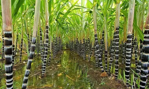 தமிழ்நாட்டில் கரும்பு சாகுபடியில் முதலிடம் வகிக்கும் கள்ளக்குறிச்சி