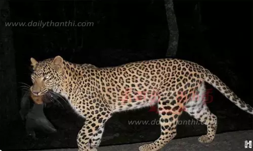 துமகூரு மாவட்டம் தேவராயனதுர்கா வனப்பகுதியில் வவ்வாலை வேட்டையாடிய சிறுத்தை